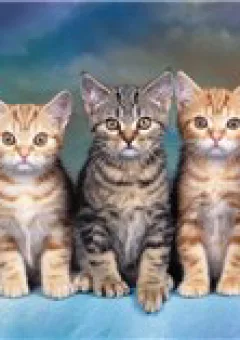 Tấm cám Phiên bản mèo